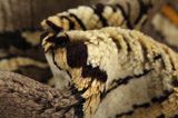 Gabbeh - Qashqai Persian Rug 188x102 - Picture 7