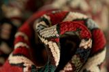 Nahavand - Hamadan Persian Rug 293x163 - Picture 7